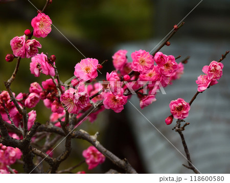智積院　紅梅 118600580