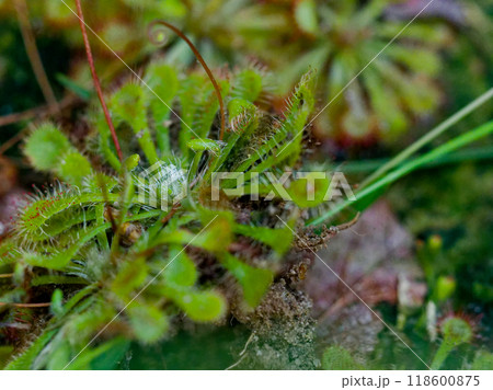 食虫植物モウセンゴケ科トウカイコモウセンゴケ 食虫植物モウセンゴケ科トウカイコモウセンゴケ 118600875