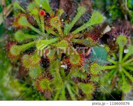 食虫植物モウセンゴケ科トウカイコモウセンゴケ 食虫植物モウセンゴケ科トウカイコモウセンゴケ 118600876