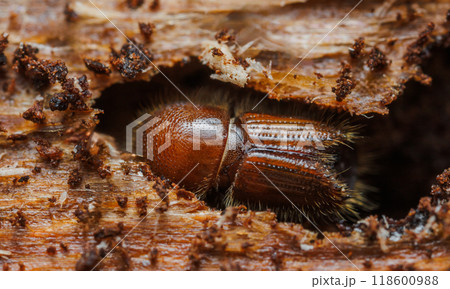 The European spruce bark beetle (Ips typographus) on spruce tree The European spruce bark beetle (Ips typographus) on spruce tree 118600988