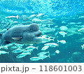 水族館の水槽を泳ぐ 118601003