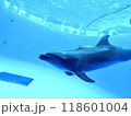 気持ちよさそうに泳ぐイルカ 118601004
