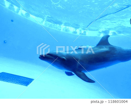 気持ちよさそうに泳ぐイルカ 118601004