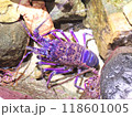 水中生物 118601005