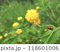 ヤマブキとナナホシテントウ 118601006