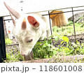 柵から顔を出すヤギ 118601008