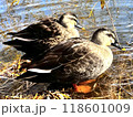 冬の川で泳ぐヒドリガモのメス 118601009