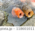 口を開けて餌を待つ鯉 118601011