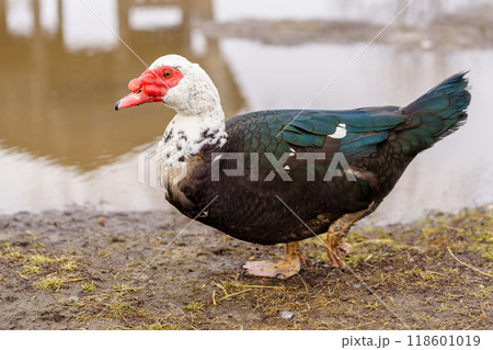 Muscovy ducks standing next to each other on a farm, selective focus 118601019