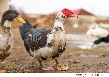 Muscovy ducks standing next to each other on a farm, selective focus Muscovy ducks standing next to each other on a farm, selective focus 118601020