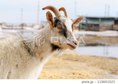 Goats gracefully making their way across a muddy field on farm. Goats gracefully making their way across a muddy field on farm. 118601025