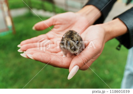 A curious little hamsters rests gently in a child's hand, enjoying a sunny day at the park surrounded by lush green grass 118601039