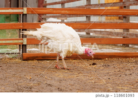 Turkey farm, turkey close-up, turkey rearing concept. Selective focus Turkey farm, turkey close-up, turkey rearing concept. Selective focus 118601093