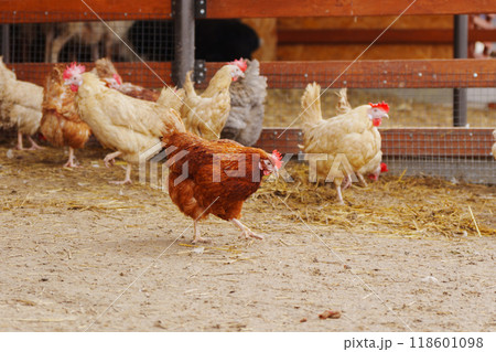Group of chickens standing in a row, each clucking and pecking at the ground. 118601098