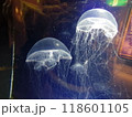 水槽に浮かぶクラゲ 118601105