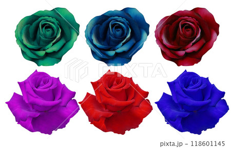 beautiful six roses flower, green, blue, red, violet, purple rose flower on white background, nature, love, fashion, gift, object, decoration, colorful 118601145