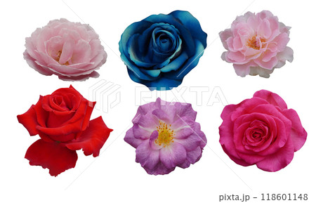 three roses pink color, one blue rose, one red rose and one violet rose flower on white background, nature, love, valentine, gift, decoration 118601148