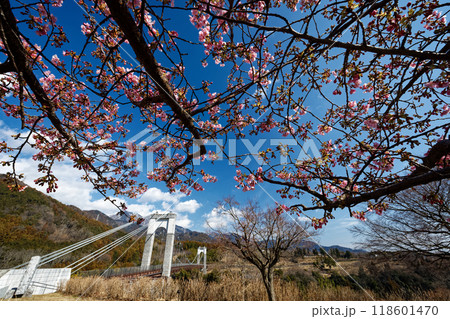秦野戸川公園の河津桜と風の吊橋 118601470