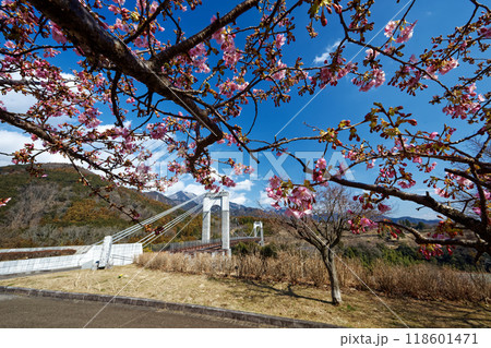 秦野戸川公園の河津桜と風の吊橋 118601471