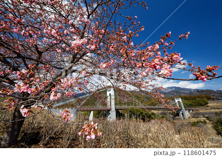 秦野戸川公園の河津桜と風の吊橋 秦野戸川公園の河津桜と風の吊橋 118601475