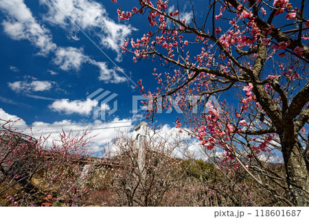 秦野戸川公園の梅林と風の吊橋 秦野戸川公園の梅林と風の吊橋 118601687