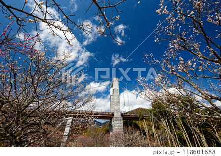 秦野戸川公園の梅林と風の吊橋 118601688