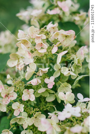 Bouquet of white and pink flowers of paniculate hydrangea Wim's Red with green leaves in garden 118601745
