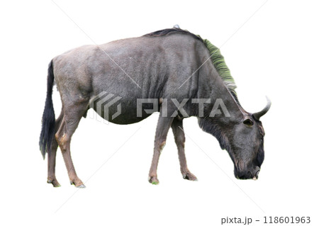 Wildebeest (Connochaetes) Wildebeest (Connochaetes) 118601963