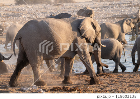 Bathing Elephants in Etosha Bathing Elephants in Etosha 118602138