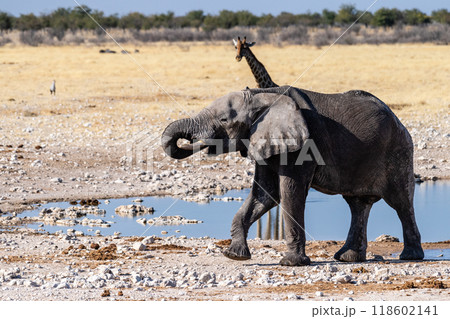 African Elephant drinking at a waterhole African Elephant drinking at a waterhole 118602141