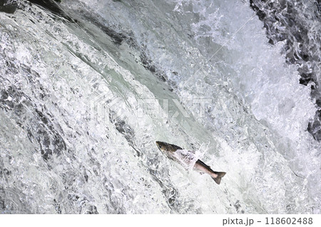 さくらの滝を登ろうとするサクラマス 118602488