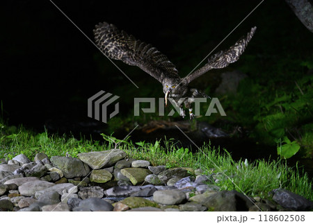 北海道羅臼で魚を掴んで飛び立つシマフクロウ 118602508