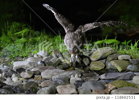 北海道羅臼で魚を狩るシマフクロウ 北海道羅臼で魚を狩るシマフクロウ 118602531