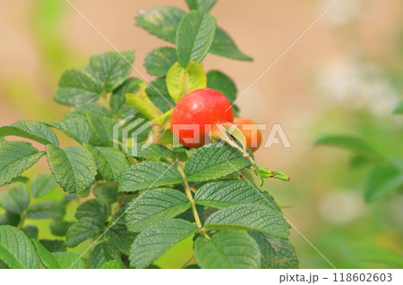 赤いハマナスの実 赤いハマナスの実 118602603