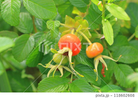 赤いハマナスの実 118602608