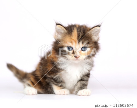 白バックでメインクーンの仔猫 118602674