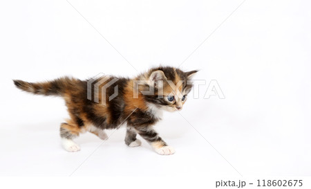 白バックでメインクーンの仔猫 118602675
