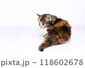 白バックでメインクーンの仔猫 118602678