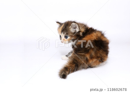 白バックでメインクーンの仔猫 118602678