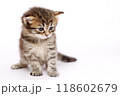 白バックでメインクーンの仔猫 118602679
