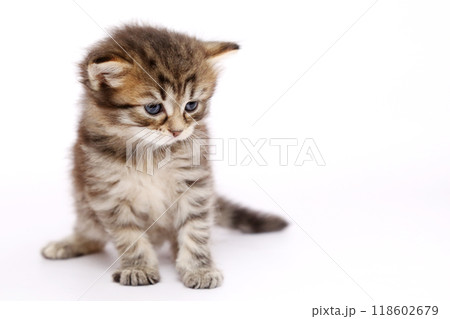 白バックでメインクーンの仔猫 118602679