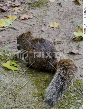 リス りす 栗鼠 118602699