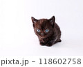短足で白バックのマンチカンの子猫 118602758