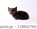 短足で白バックのマンチカンの子猫 118602760