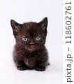 短足で白バックのマンチカンの子猫 118602761