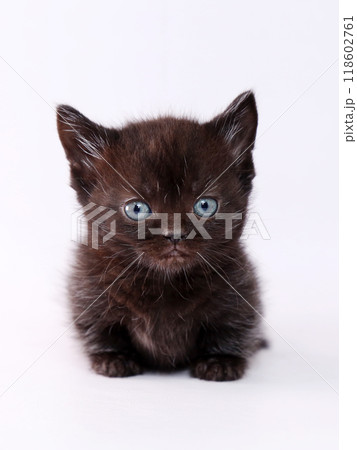 短足で白バックのマンチカンの子猫 短足で白バックのマンチカンの子猫 118602761