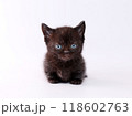 短足で白バックのマンチカンの子猫 118602763