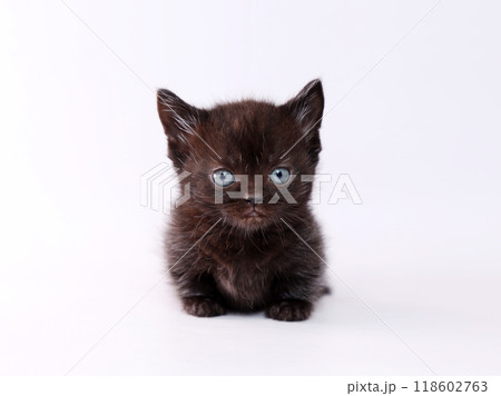 短足で白バックのマンチカンの子猫 118602763