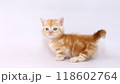 短足で白バックのマンチカンの子猫 118602764