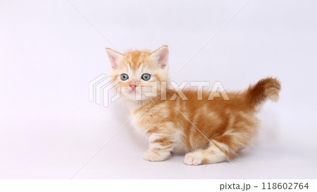 短足で白バックのマンチカンの子猫 短足で白バックのマンチカンの子猫 118602764